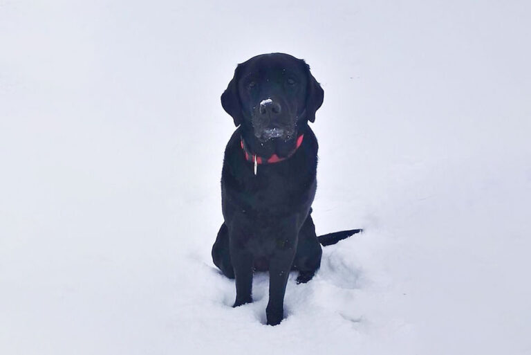 Ein schwarzer Labrador im Schnee